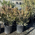Single Red Oleander