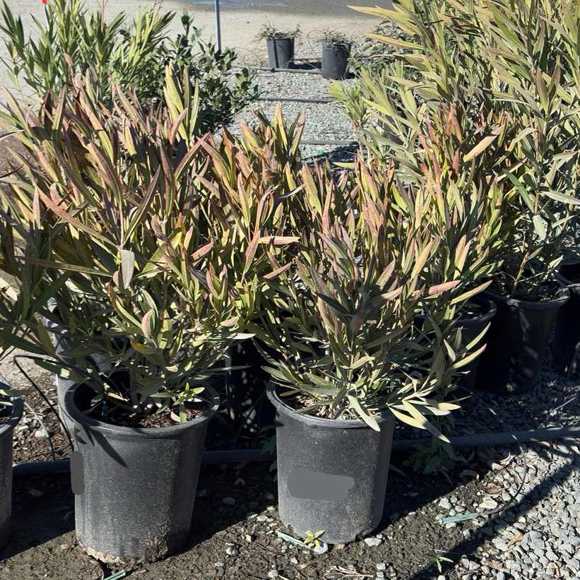 Single Red Oleander