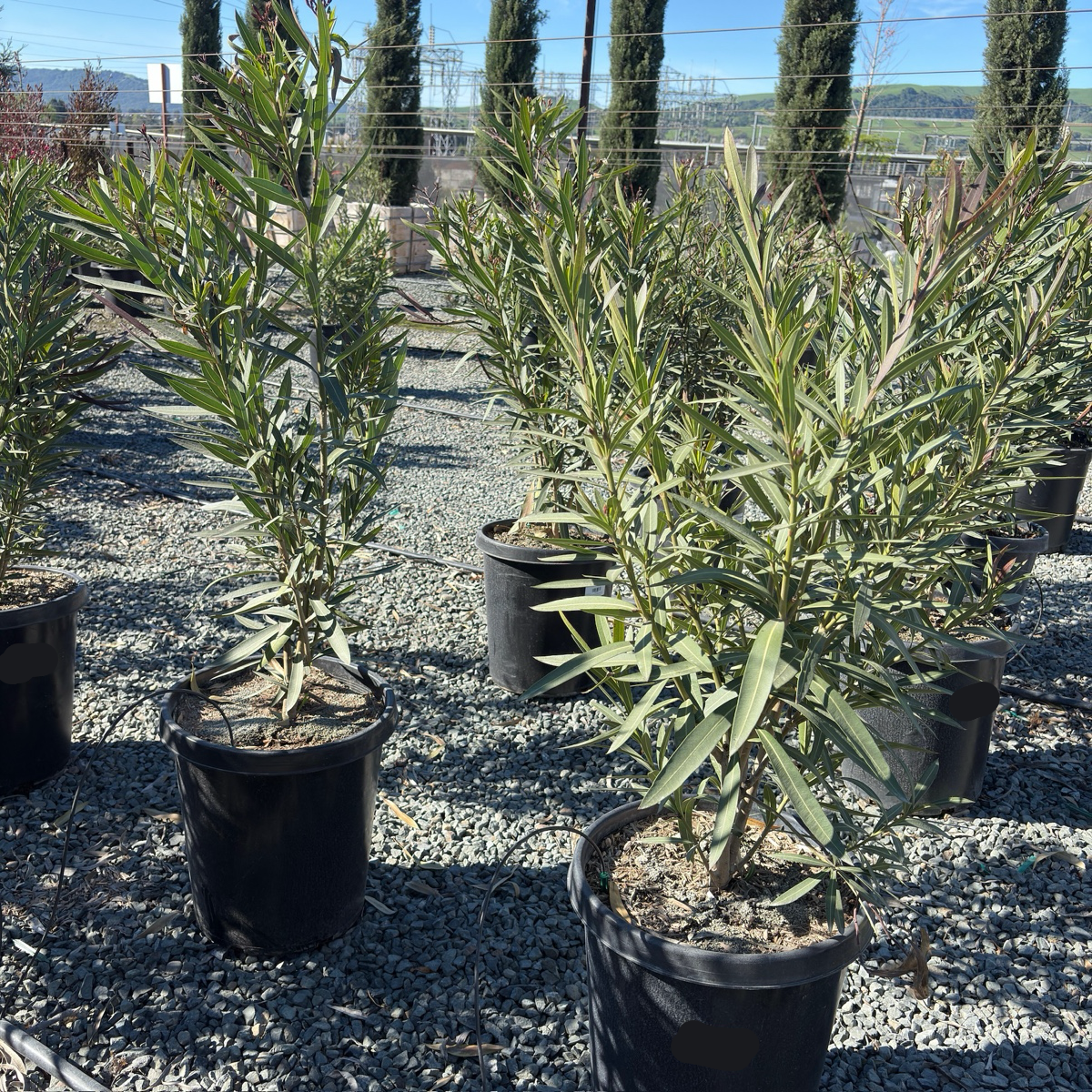 Single Red Oleander