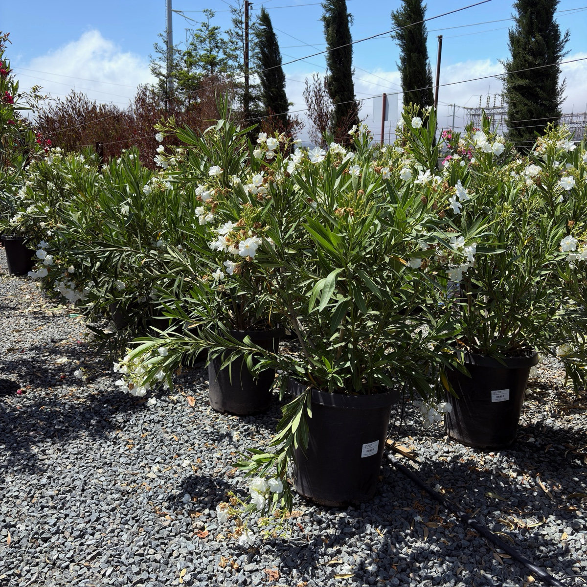 Sister Agnes Oleander