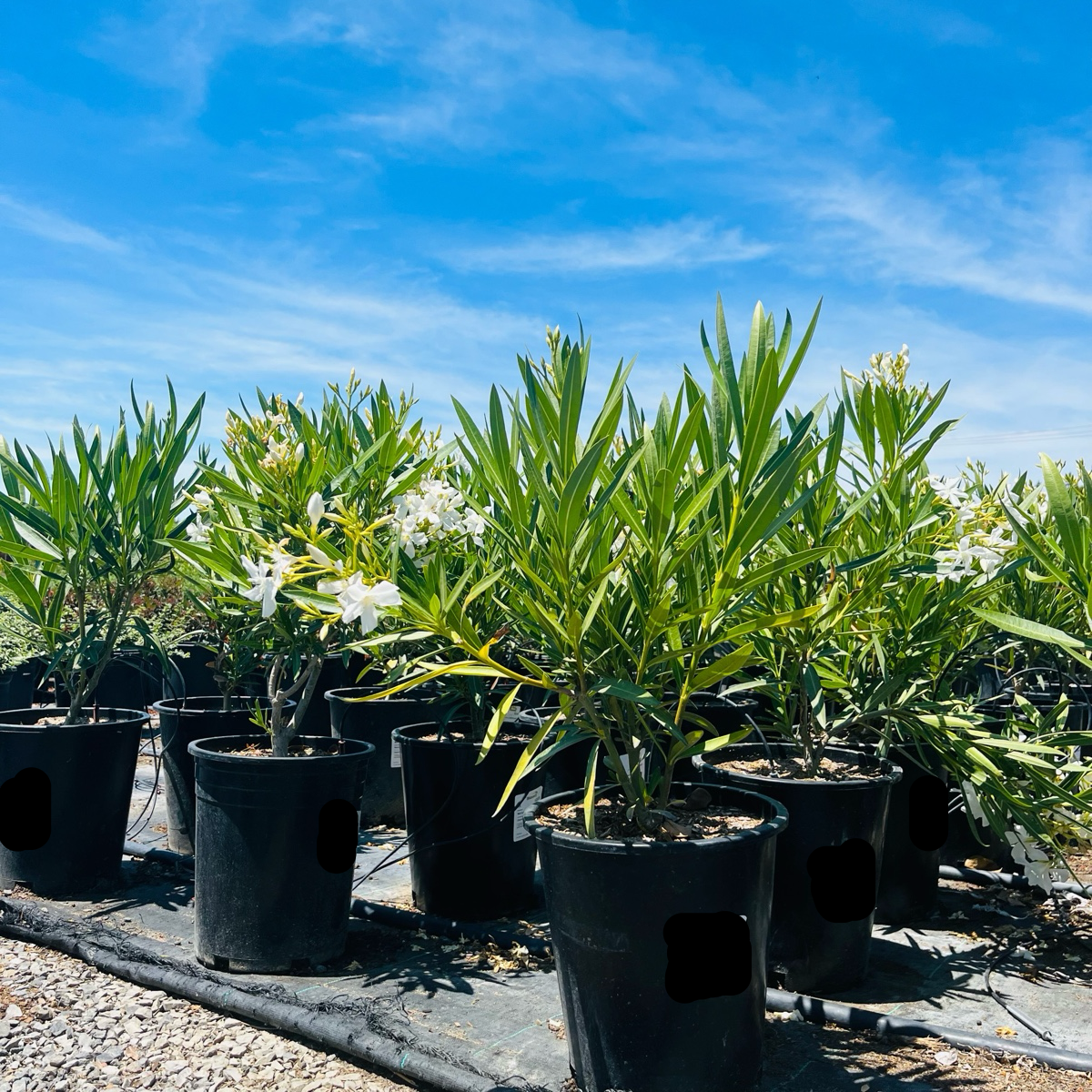 Sister Agnes Oleander