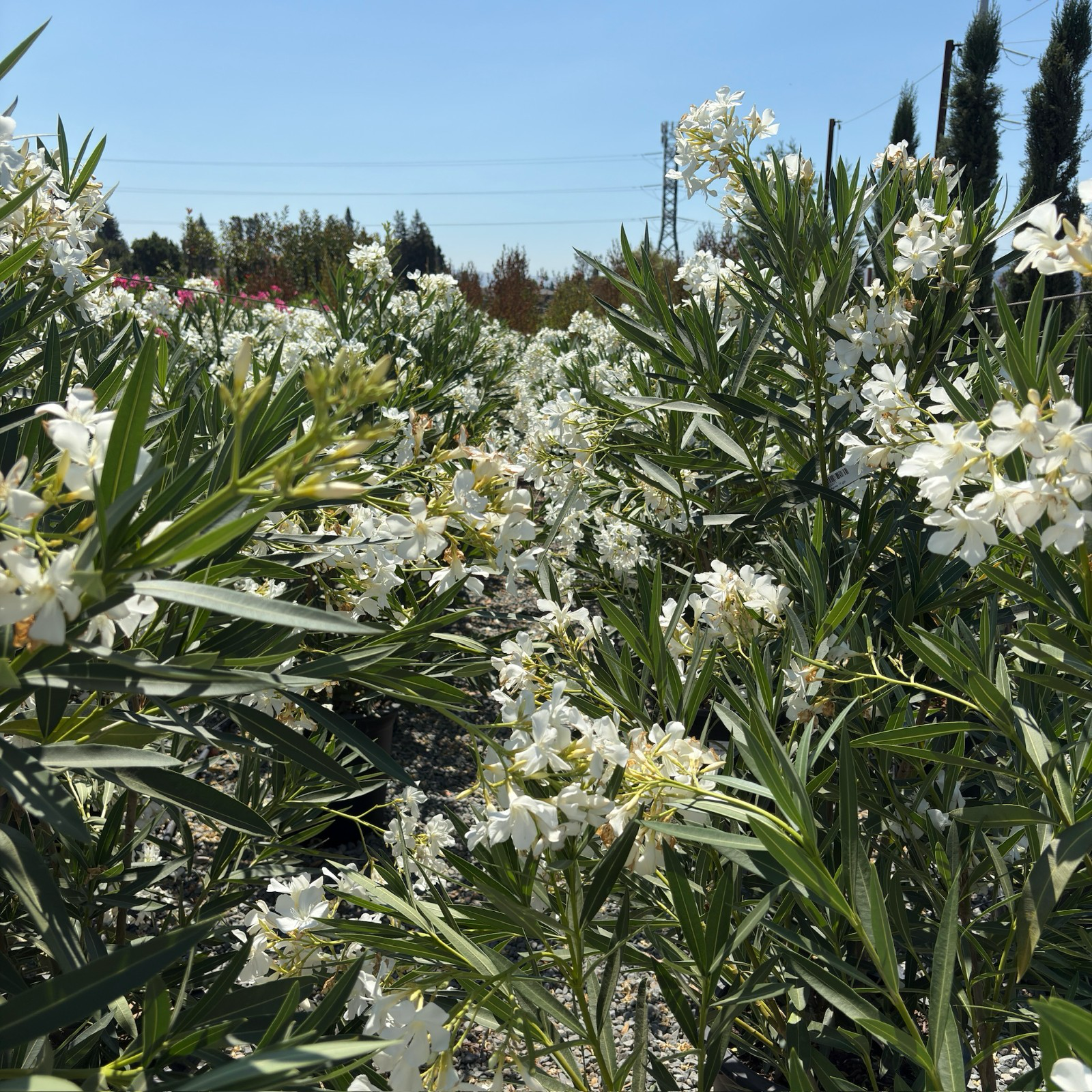 Sister Agnes Oleander