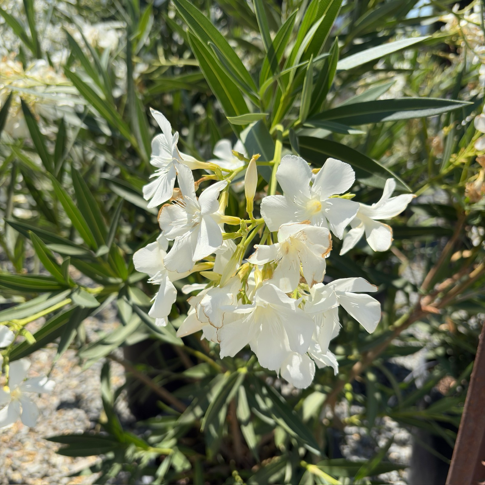 Sister Agnes Oleander