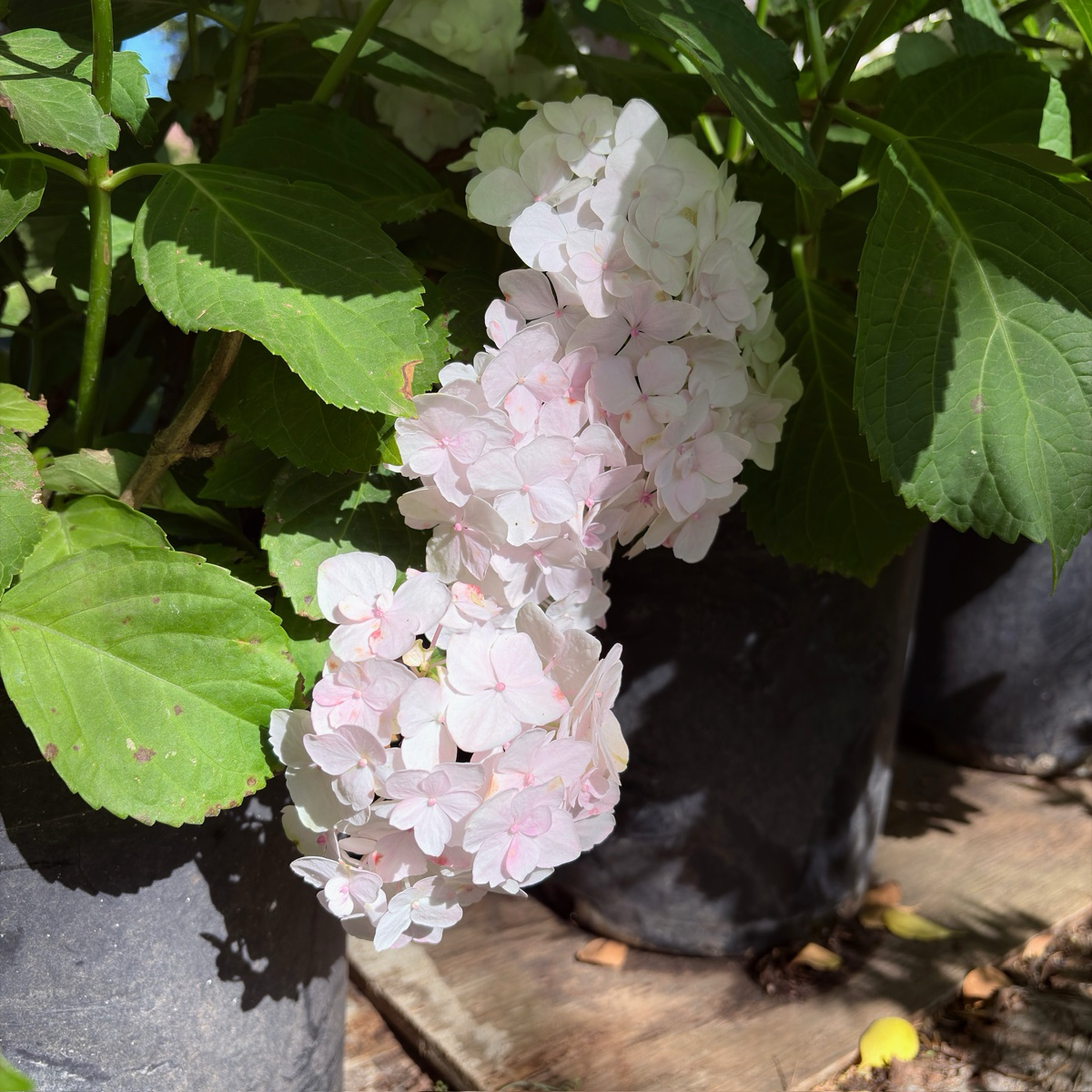 Sister Theresa Bigleaf Hydrangea