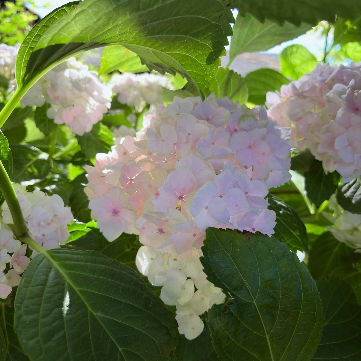 Sister Theresa Bigleaf Hydrangea