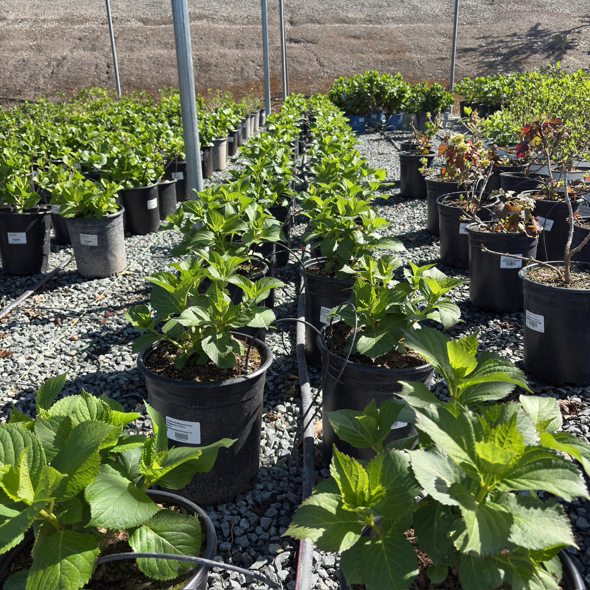 Sister Theresa Bigleaf Hydrangea