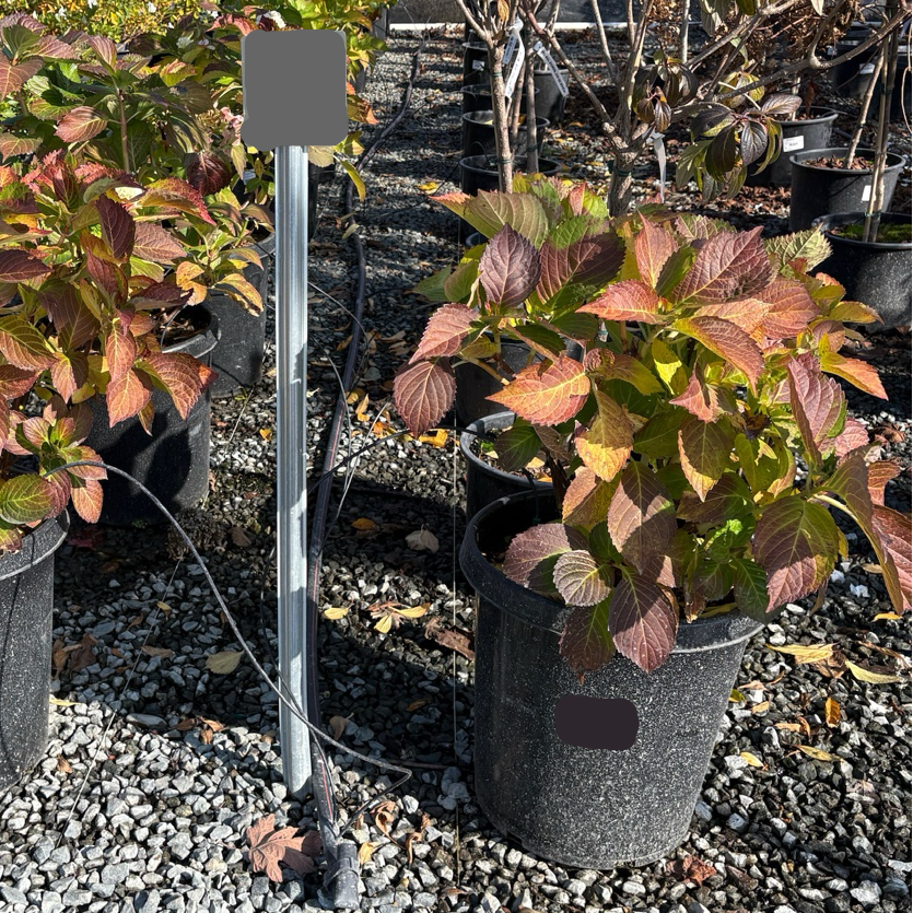 Sister Theresa Bigleaf Hydrangea