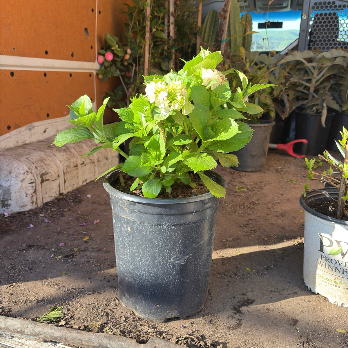 Sister Theresa Bigleaf Hydrangea | Pure White Lacecap Flowers
