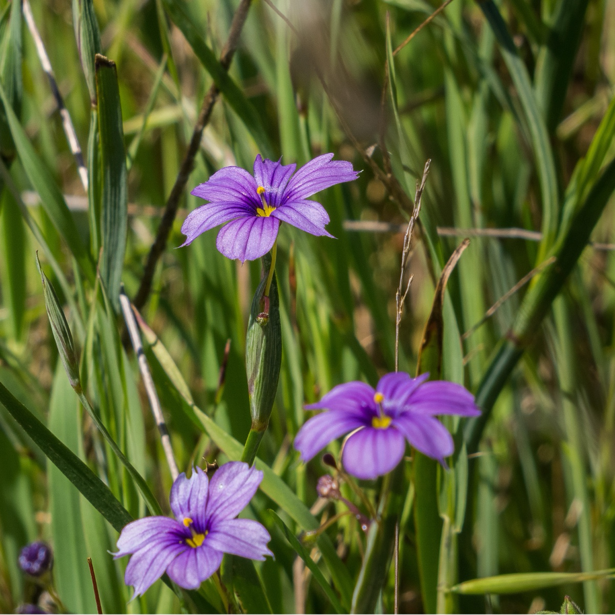 Purple flowers Blue Eyed Grass with yellow centers in a grassy field