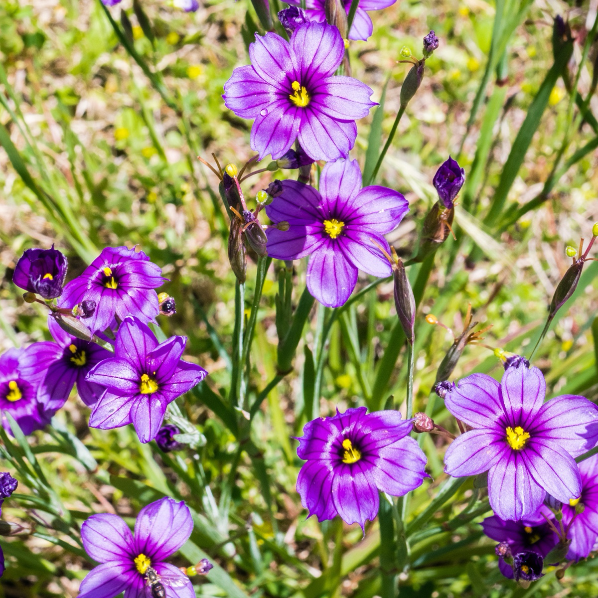 Close-up of purple Blue Eyed Grass with yellow centers in a natural setting