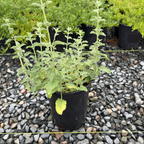 Six Hills Giant Catmint