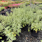 Six Hills Giant Catmint