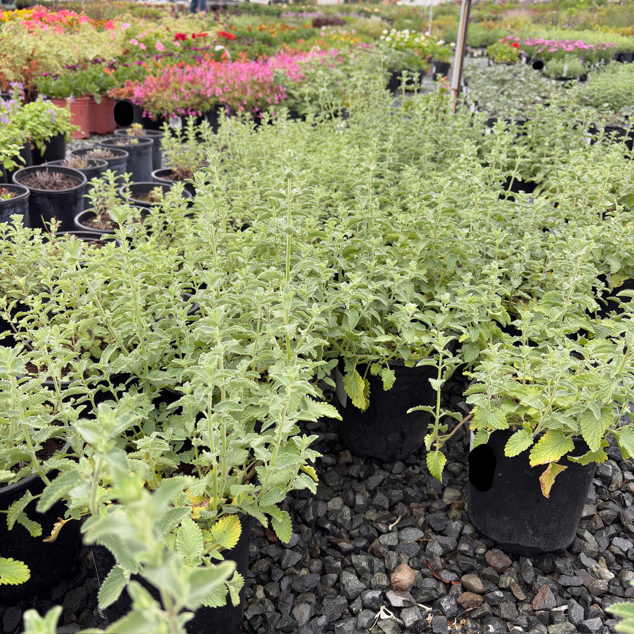 Six Hills Giant Catmint