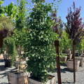Sky Tower Grove Ginkgo
