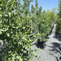 Sky Tower Grove Ginkgo