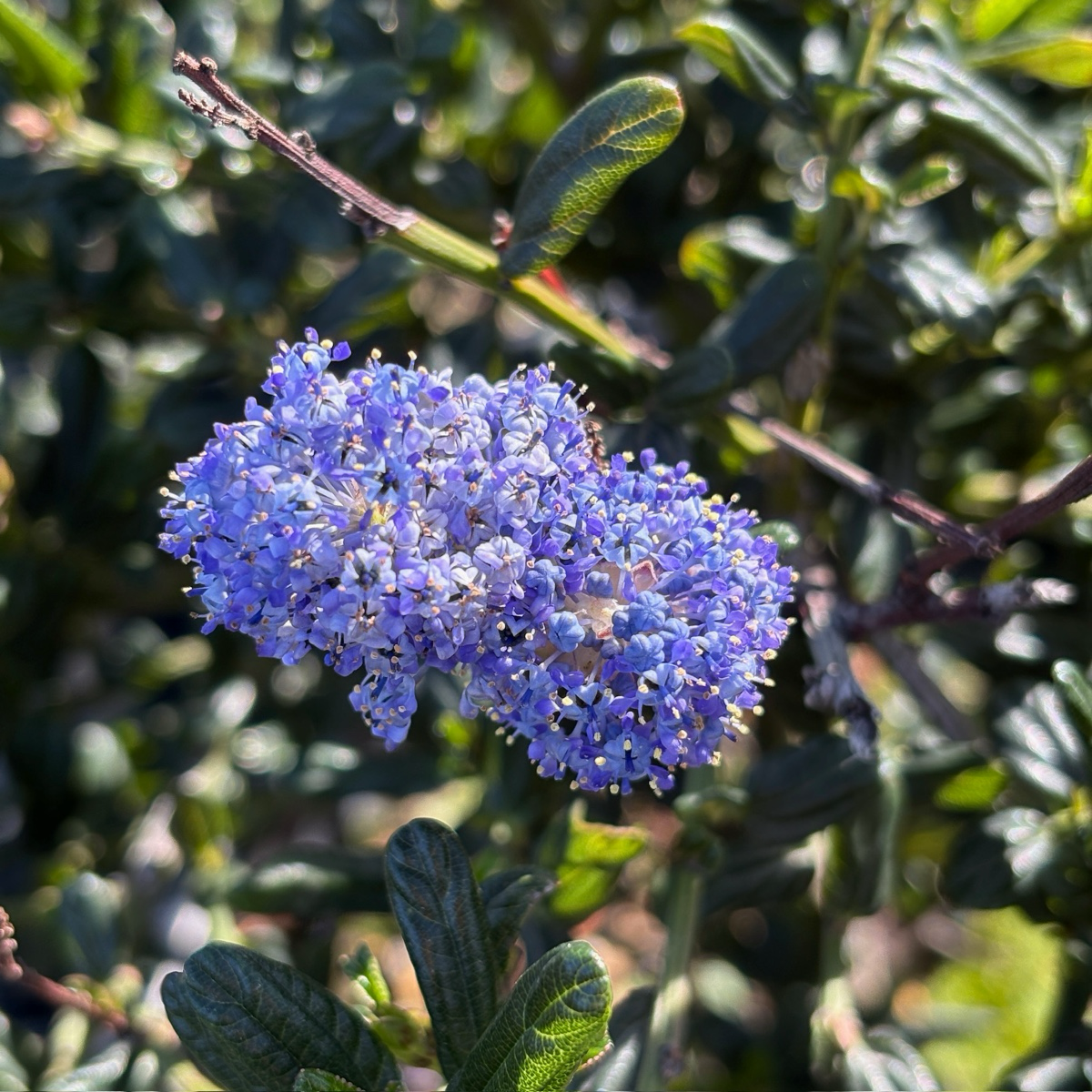 Close-up of a cluster of blue flowers Skylark California Lilac with green leaves in the background