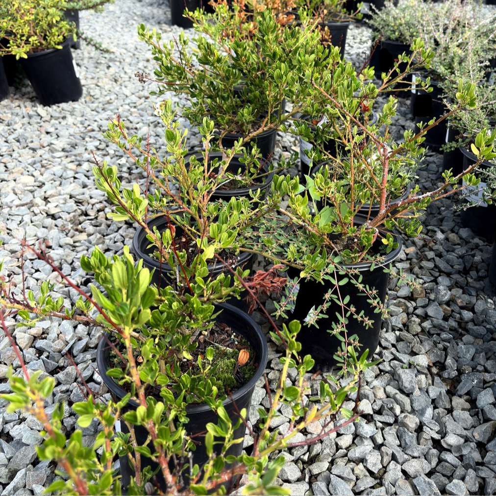 Small potted Skylark California Lilac on a bed of small stones