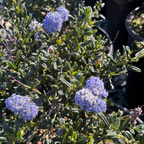 Skylark California Lilac with purple flowers in a garden setting