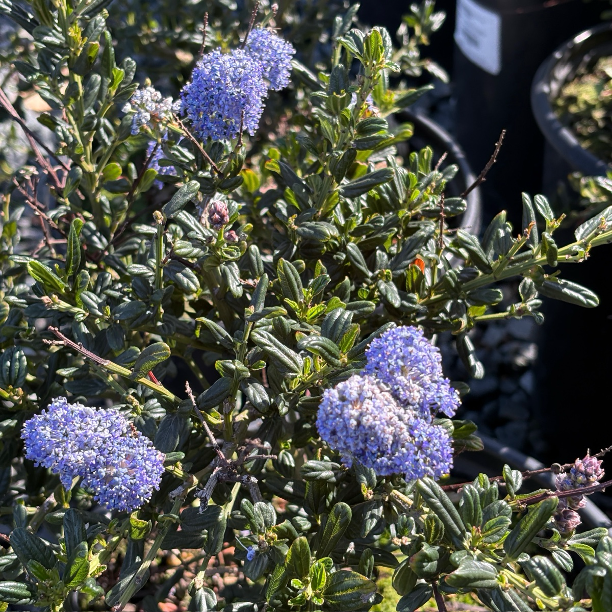 Skylark California Lilac with purple flowers in a garden setting