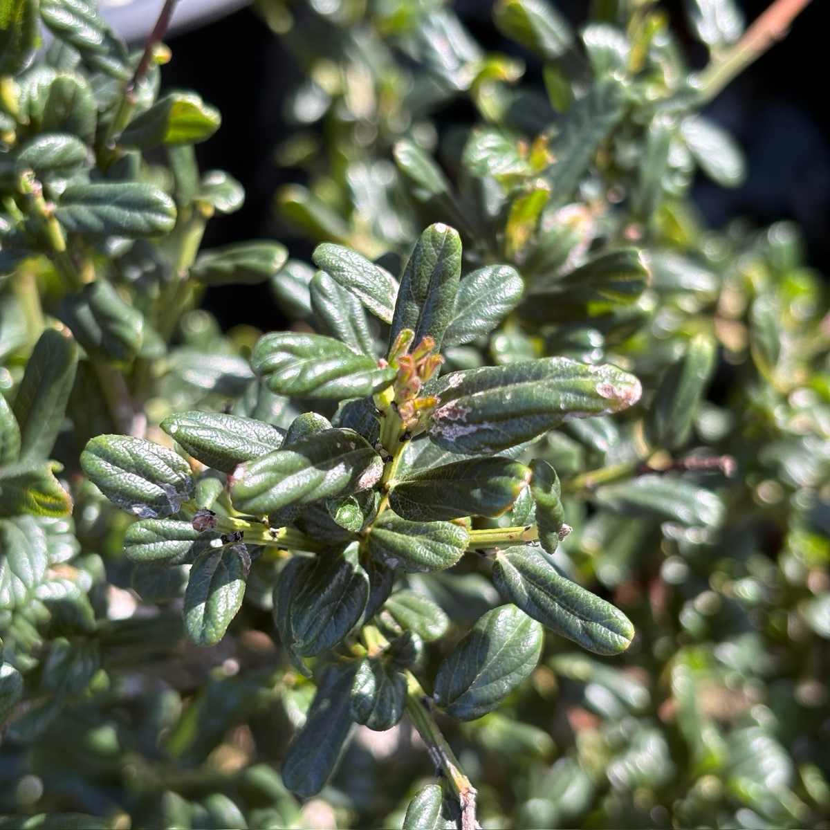 Close-up of Skylark California Lilac with a blurred background
