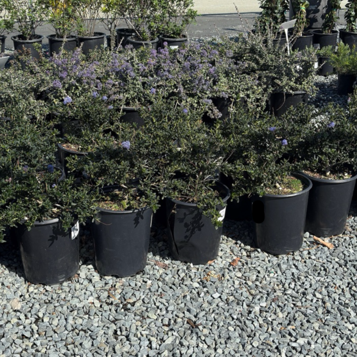 Row of potted Skylark California Lilac with green foliage and purple flowers on a gravel surface.