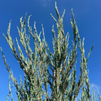 Skyrocket Juniper