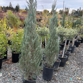 Skyrocket Juniper