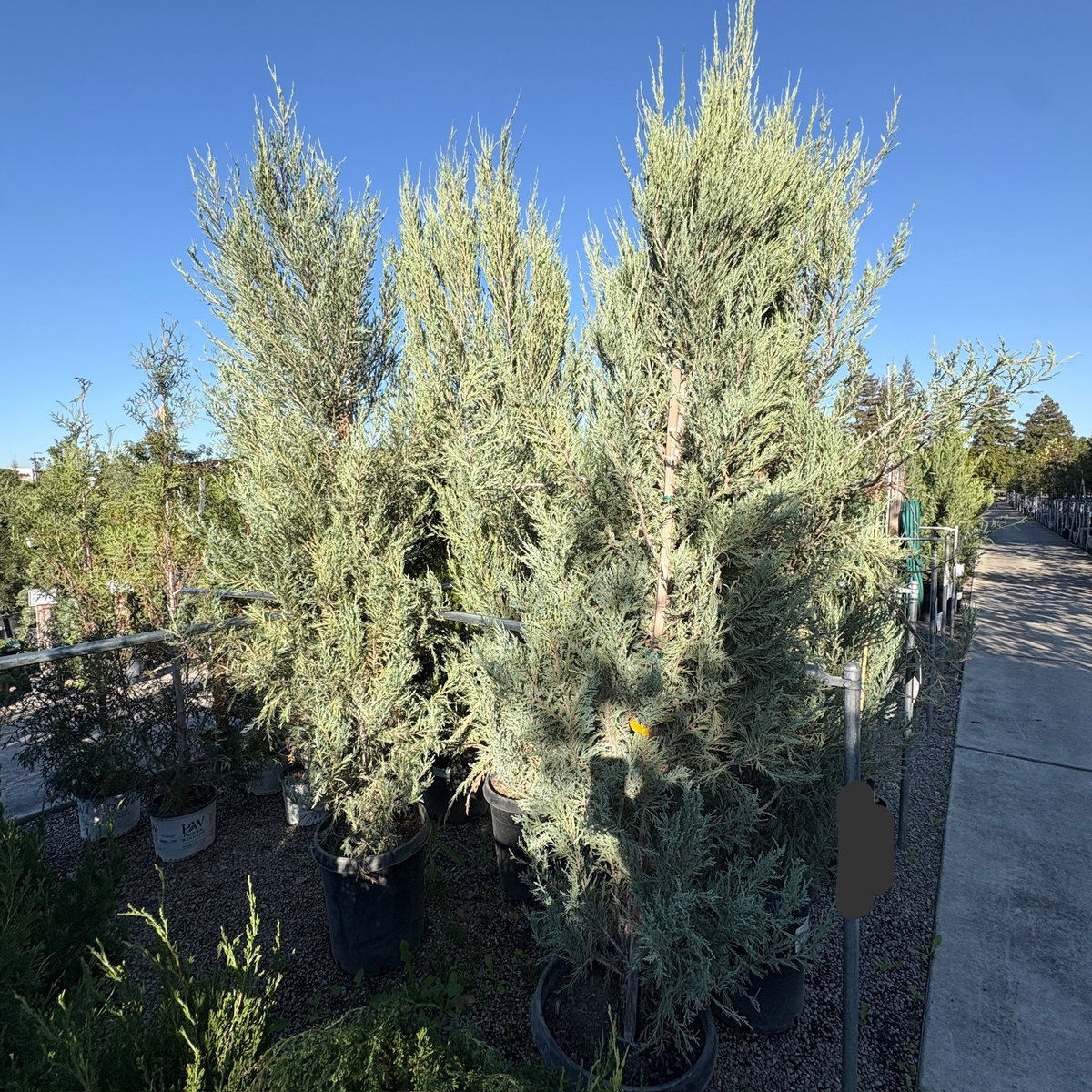 Skyrocket Juniper