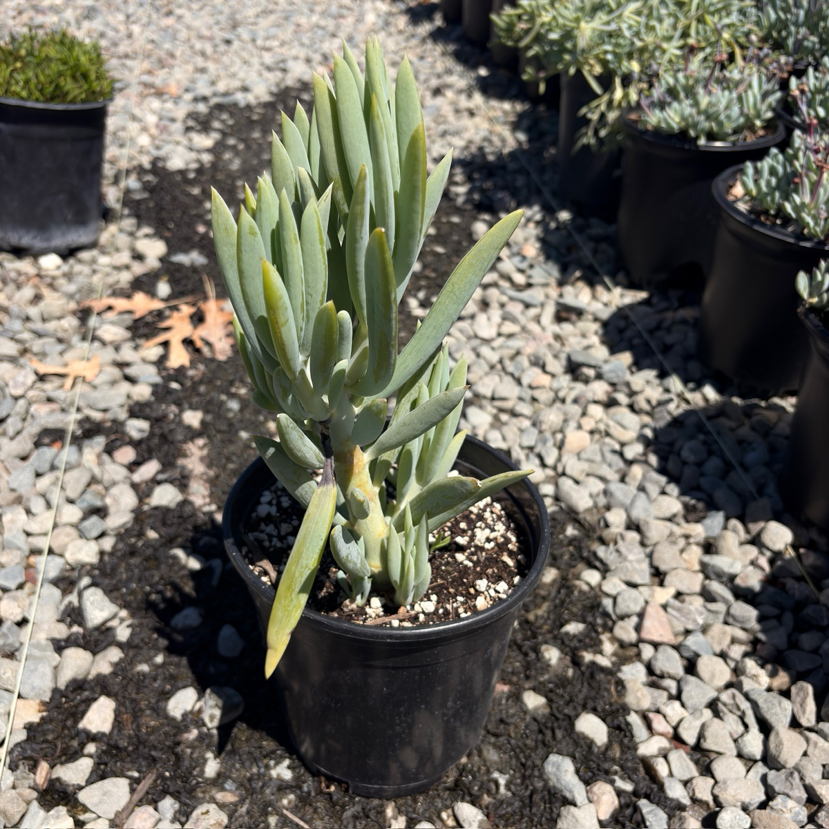 Skyscraper Senecio