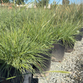 Slender Veldt Grass