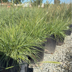 Slender Veldt Grass
