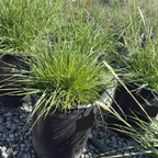 Slender Veldt Grass