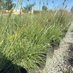 Slender Veldt Grass
