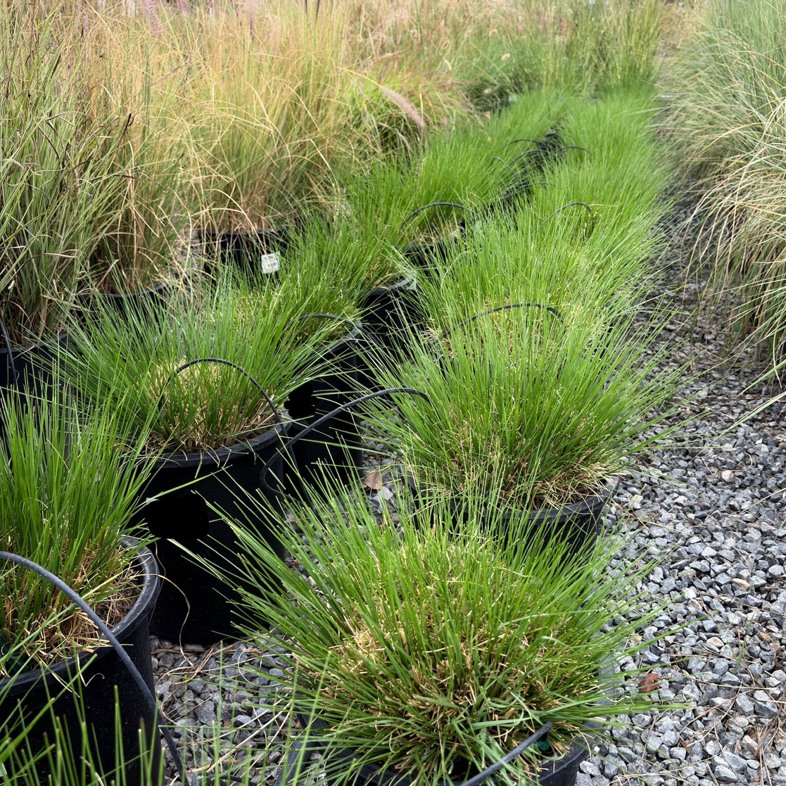 Slender Veldt Grass