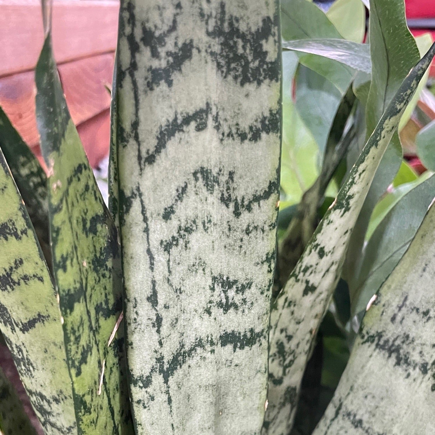 red spots on snake plant Zeylanica Snake Plant