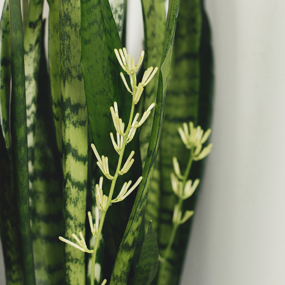 Snake Plant