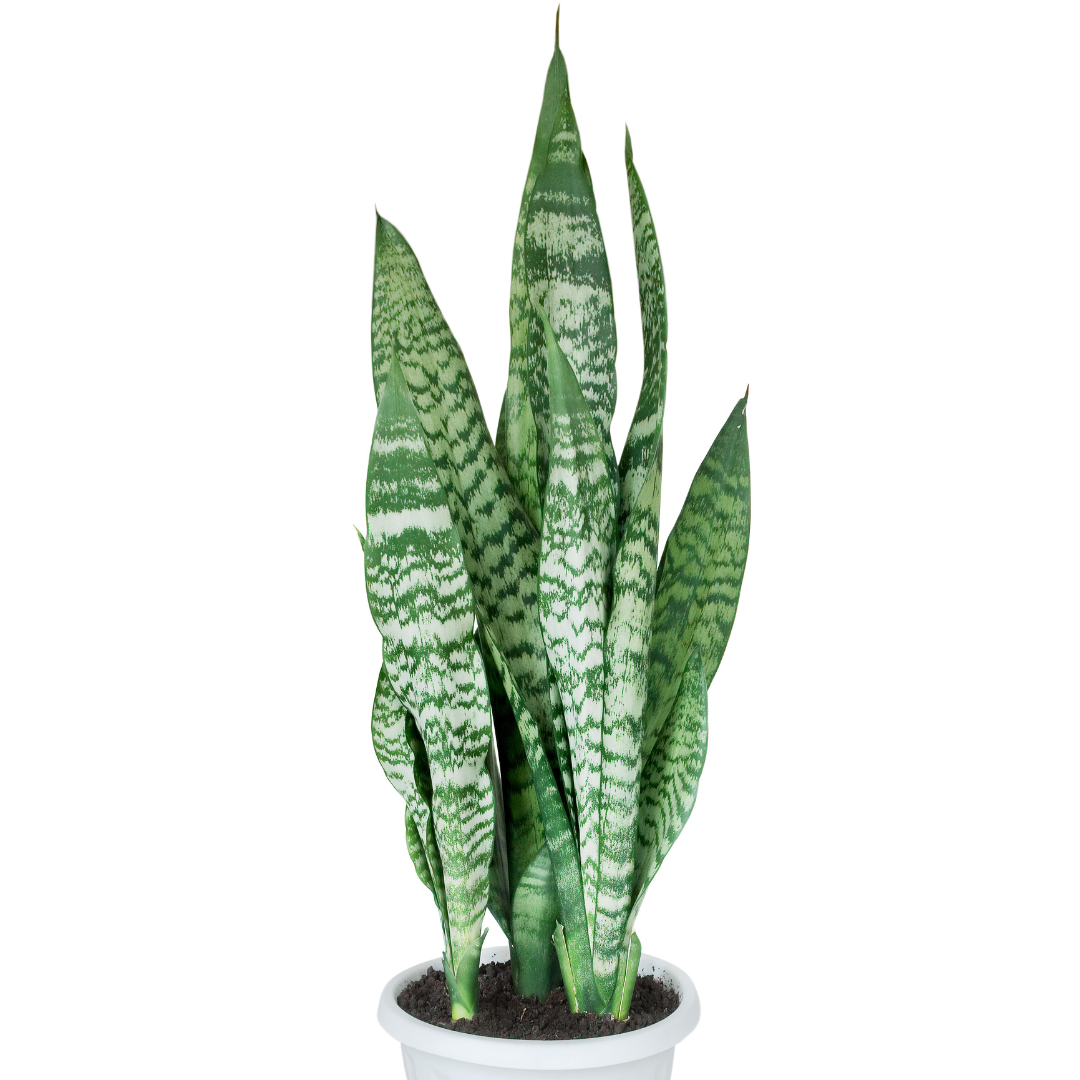 Snake Plant
