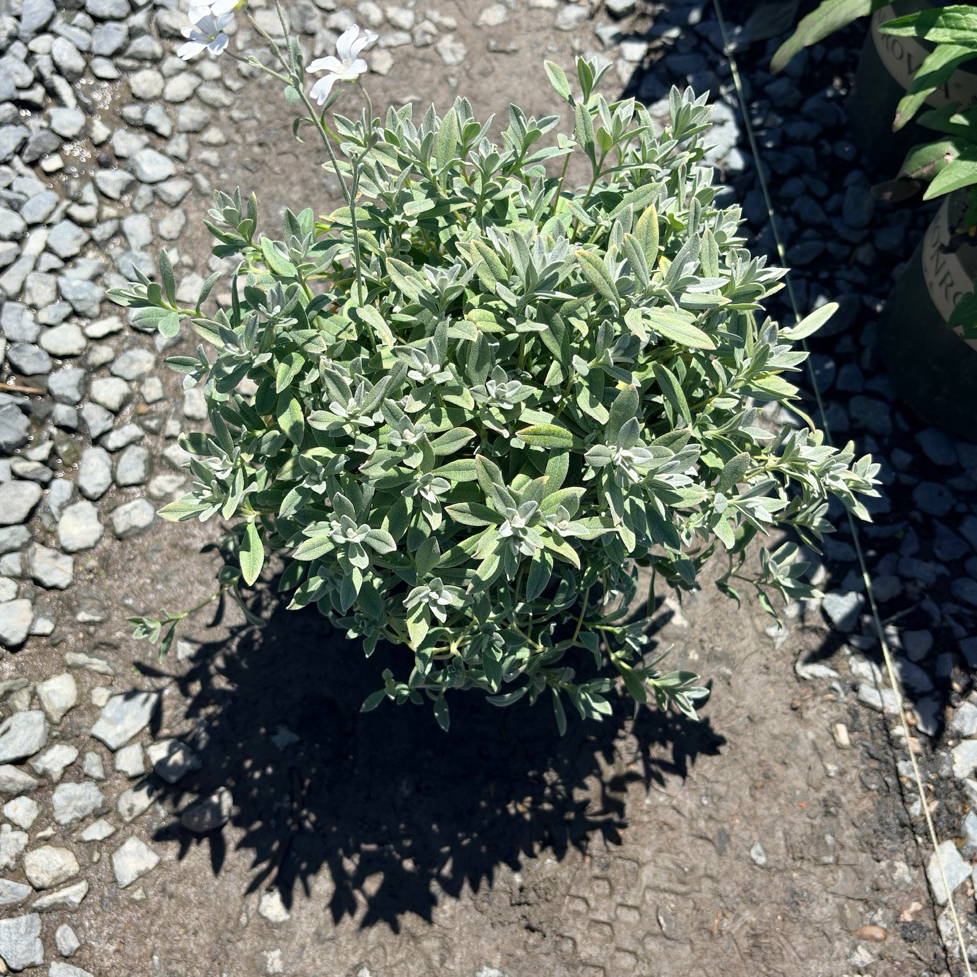 Snow-In-Summer