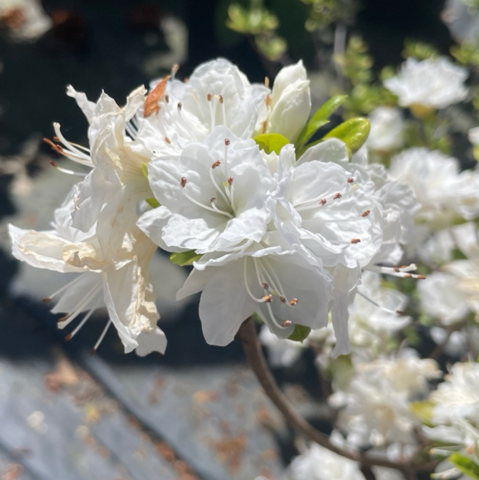 Snow Azalea