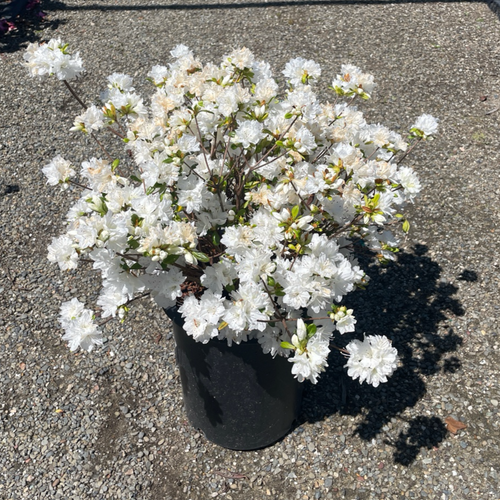 Snow Azalea | Pure White Flowering Evergreen Shrub – Victory Nursery