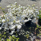 Snow Azalea
