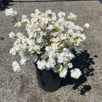 Snow Azalea | Pure White Flowering Evergreen Shrub – Victory Nursery