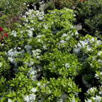 Snow Azalea