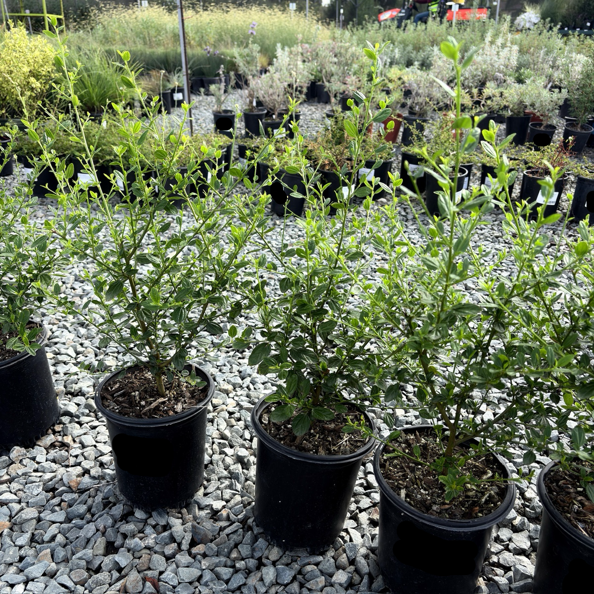 Row of potted Snow Flurry California Lilac on a gravel surface with a garden background