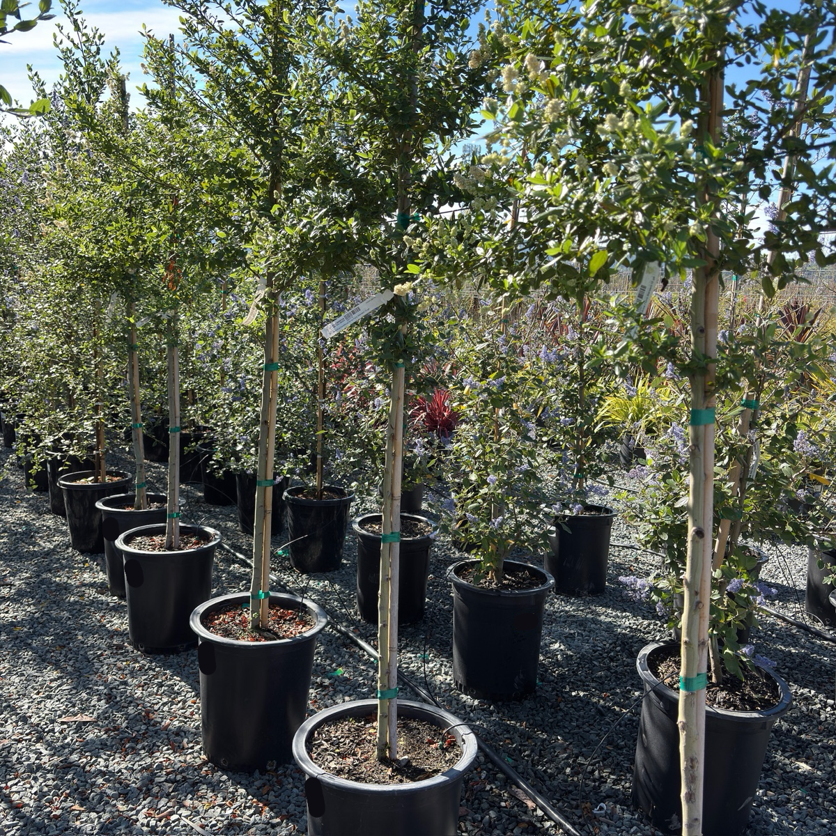 Snow Flurry California Lilac