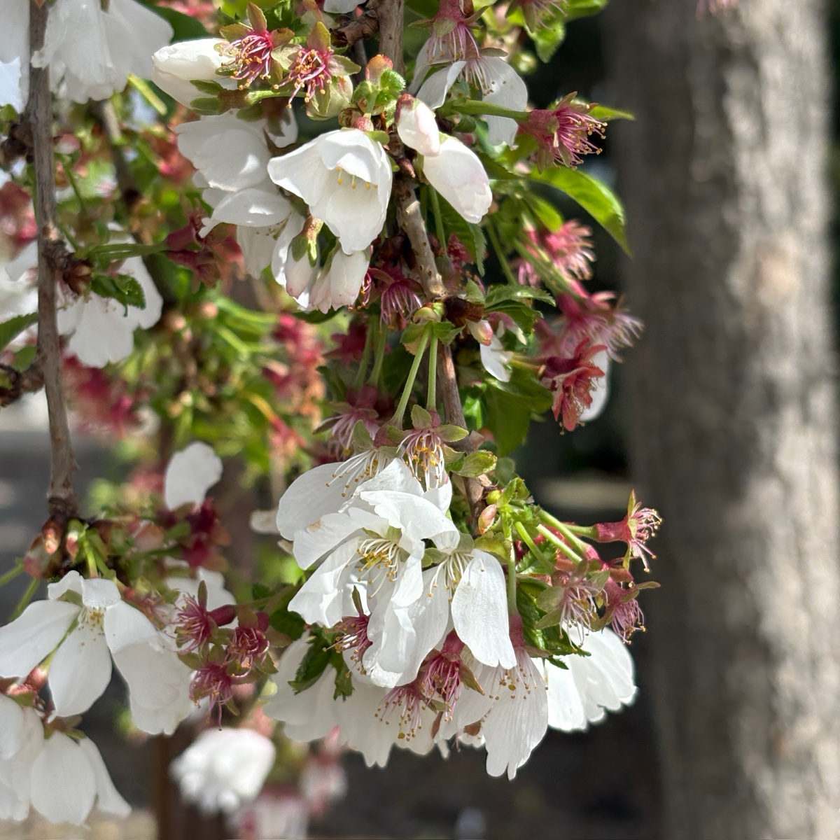 Close-up of Snow Fountains Weeping Cherry with a blurred background