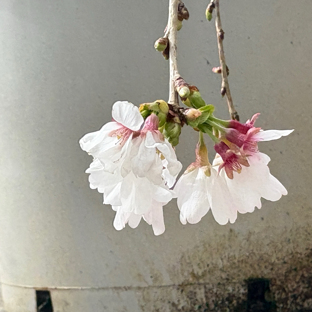 Close-up of Snow Fountains Weeping Cherry blossom flowers against a plain background