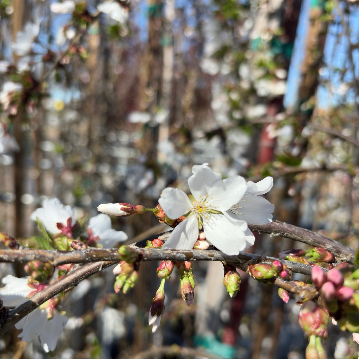 White Snow Fountains Weeping Cherry flowers on a branch with blurred background
