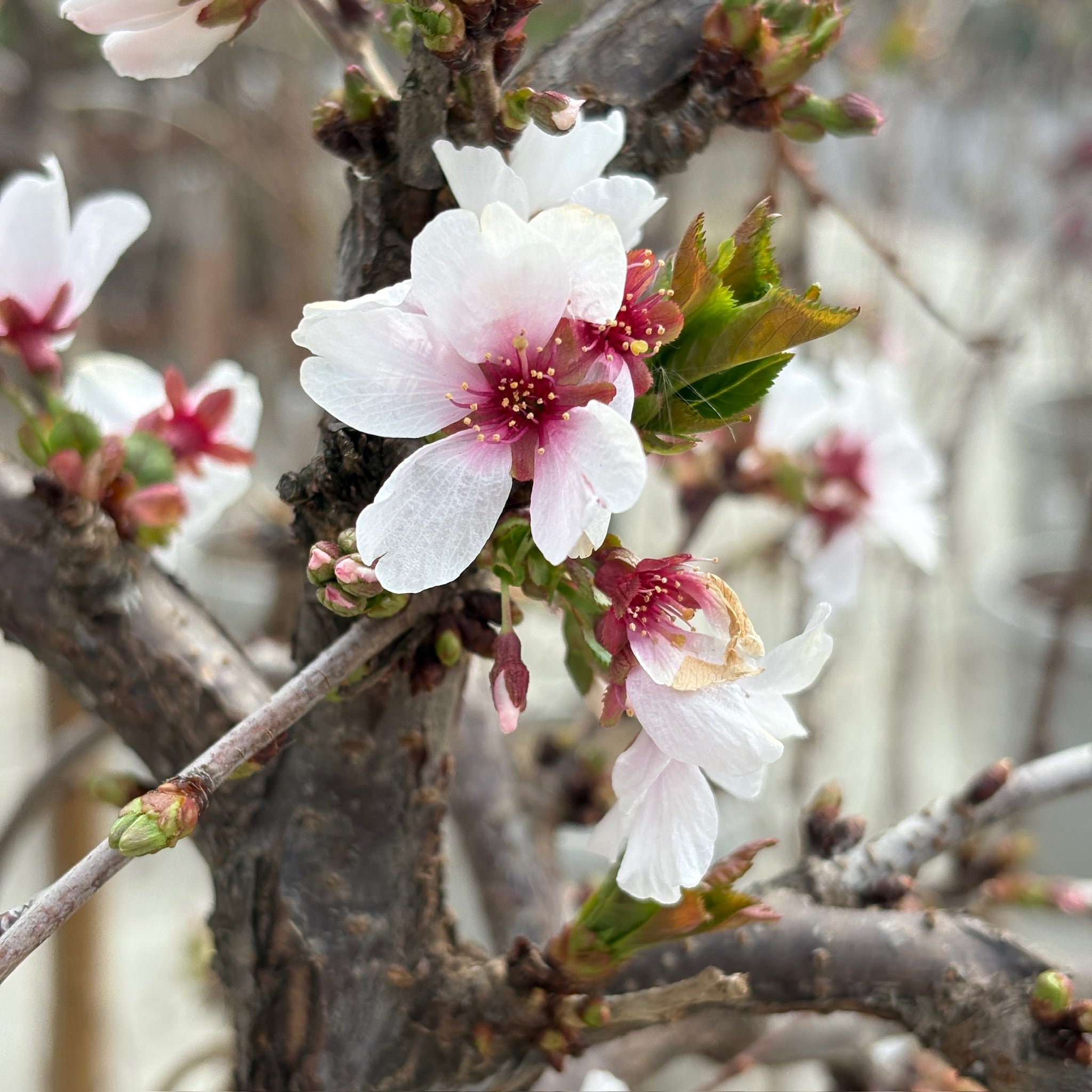 Close-up of Snow Fountains Weeping Cherry blossoms on a branch with a blurred background