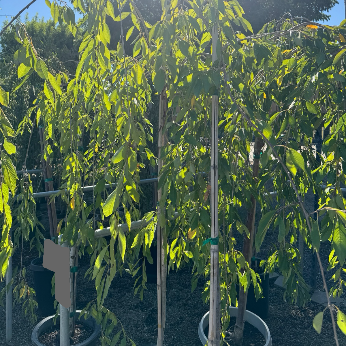 Snow Fountains Weeping Cherry trees in pots with green leaves in a garden setting